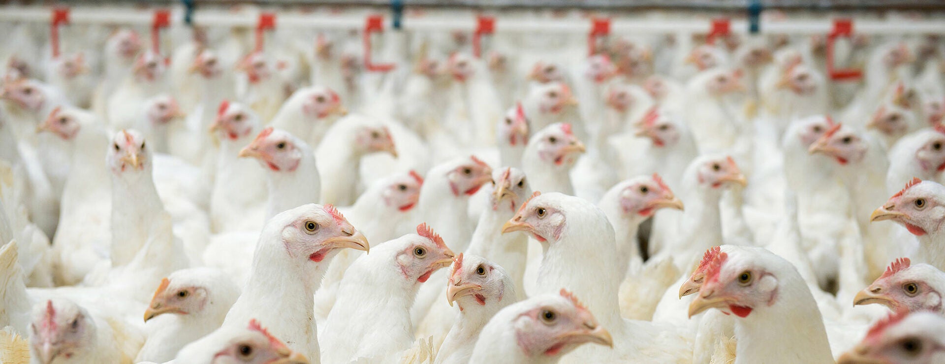 Poultry Farm Chickens in a Modern Facility